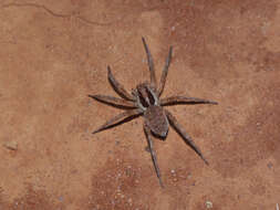 Image of wolf spiders