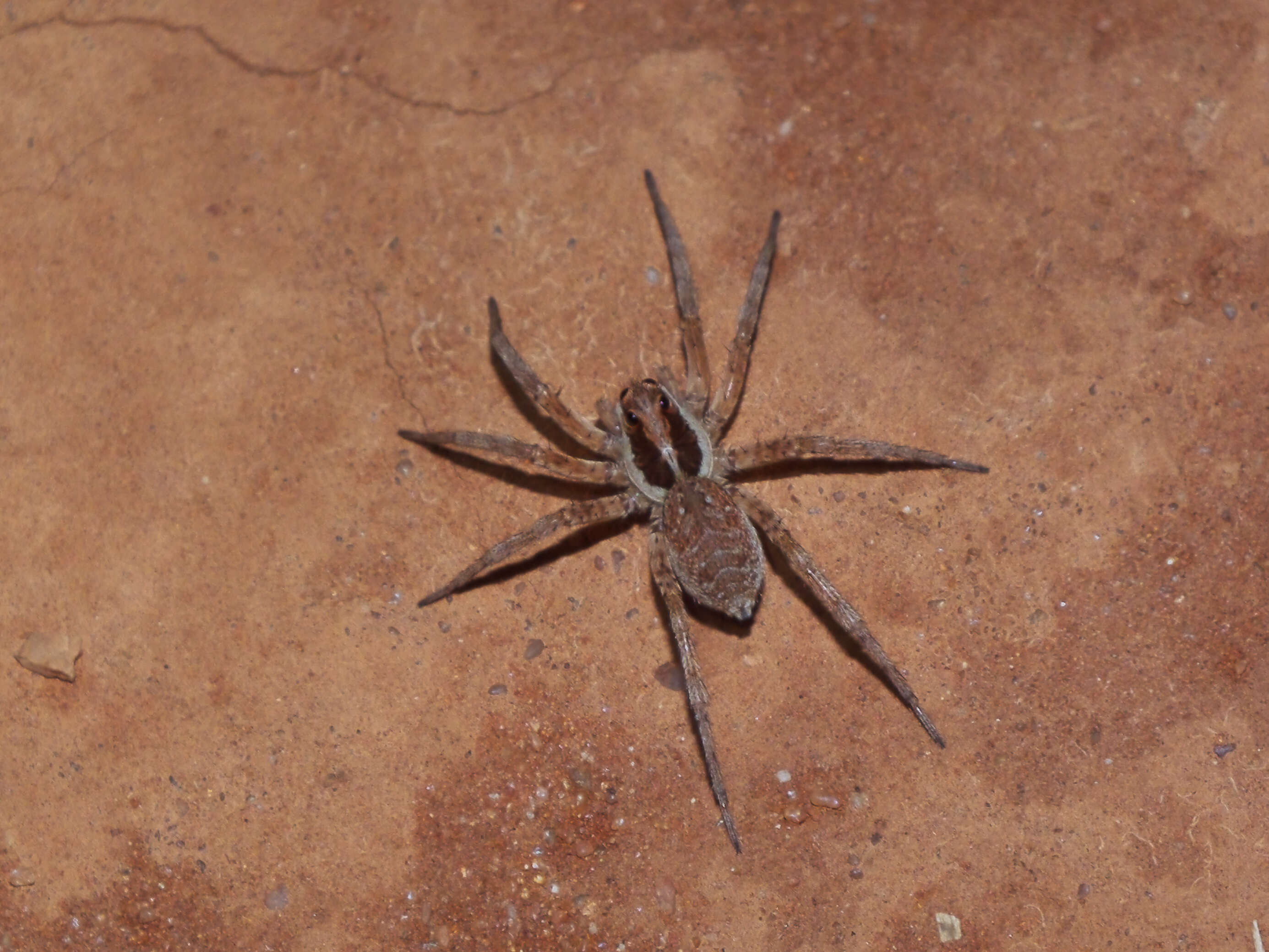 Image of wolf spiders