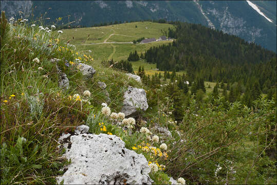 Image of Trifolium noricum Wulfen