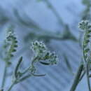 Image of Johnstonella angustifolia (Torr.) Hasenstab & M. G. Simpson