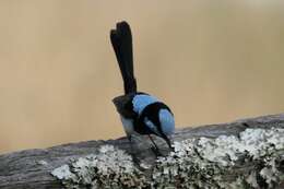 Image of Superb Fairy-wren