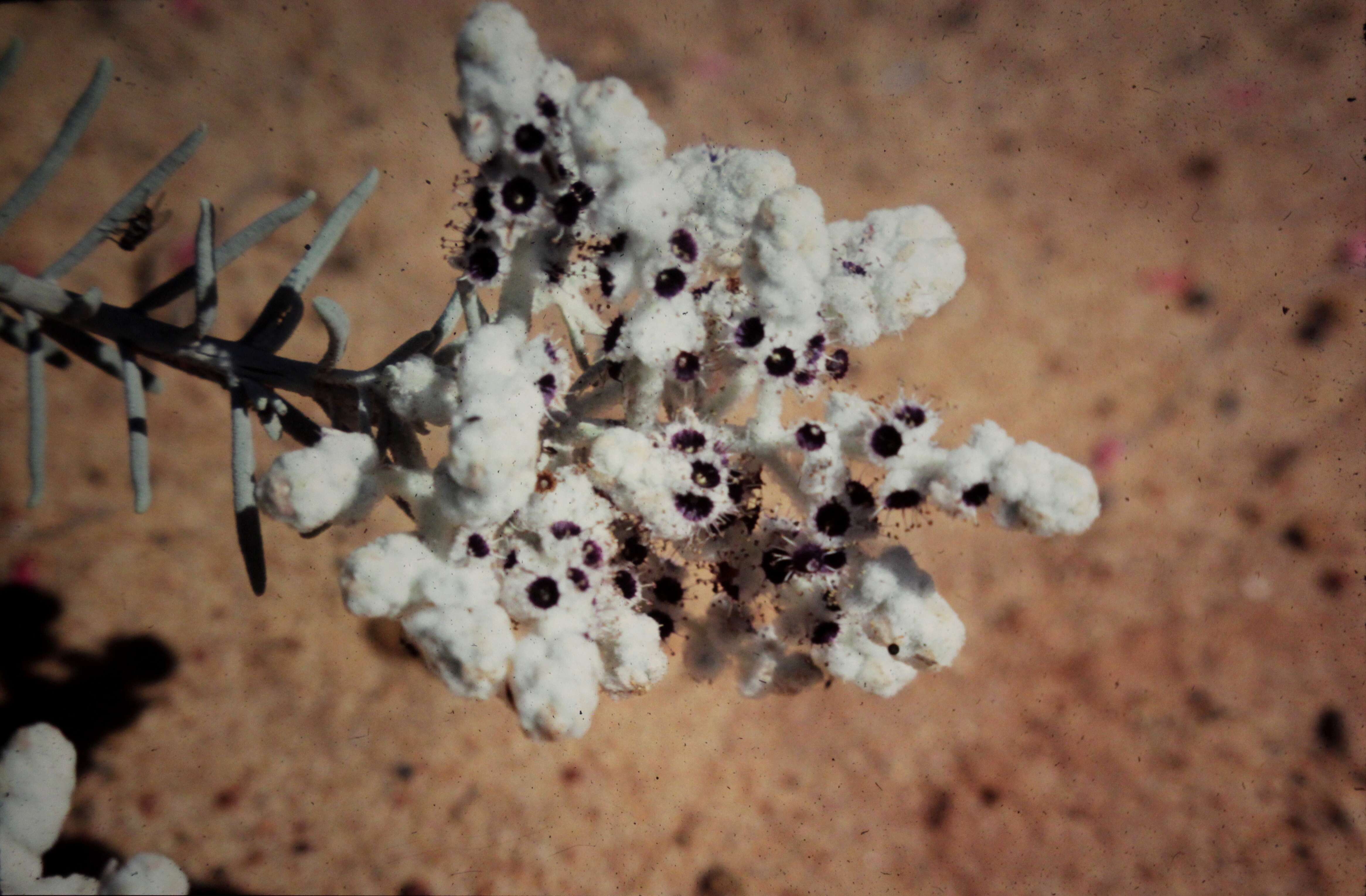 Image of Lambs Tails