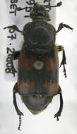 Image of Burying beetle