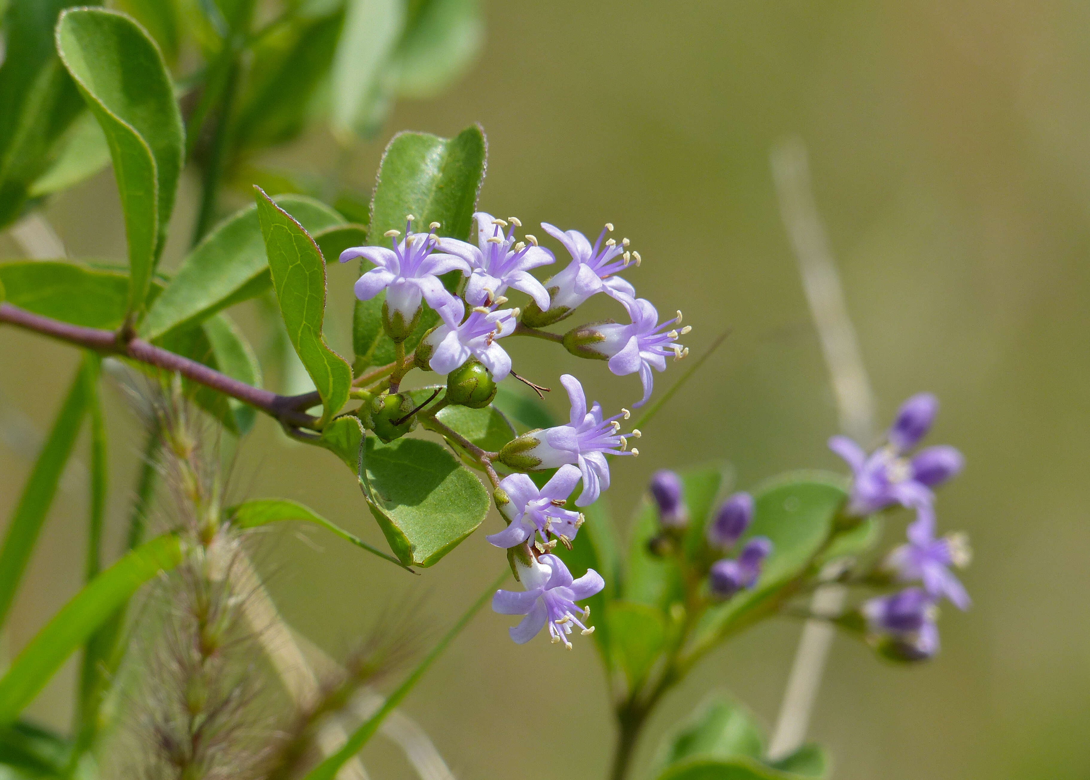 Image of Puzzle bush