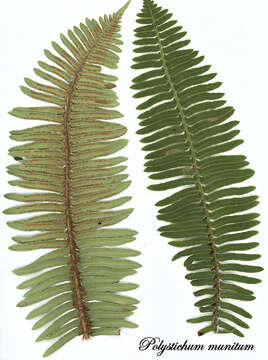 Слика од Polystichum munitum (Kaulf.) C. Presl