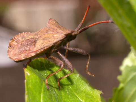 Image of Coreus