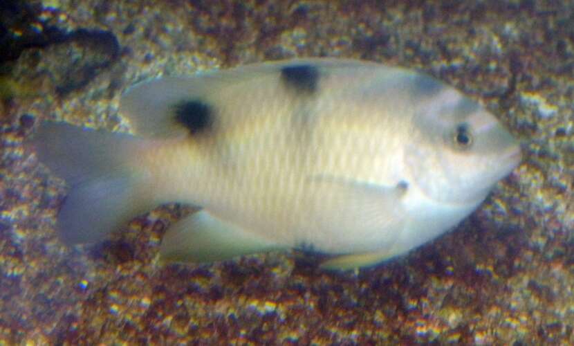 Image of White damselfish