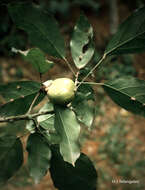 Image of Kola nut