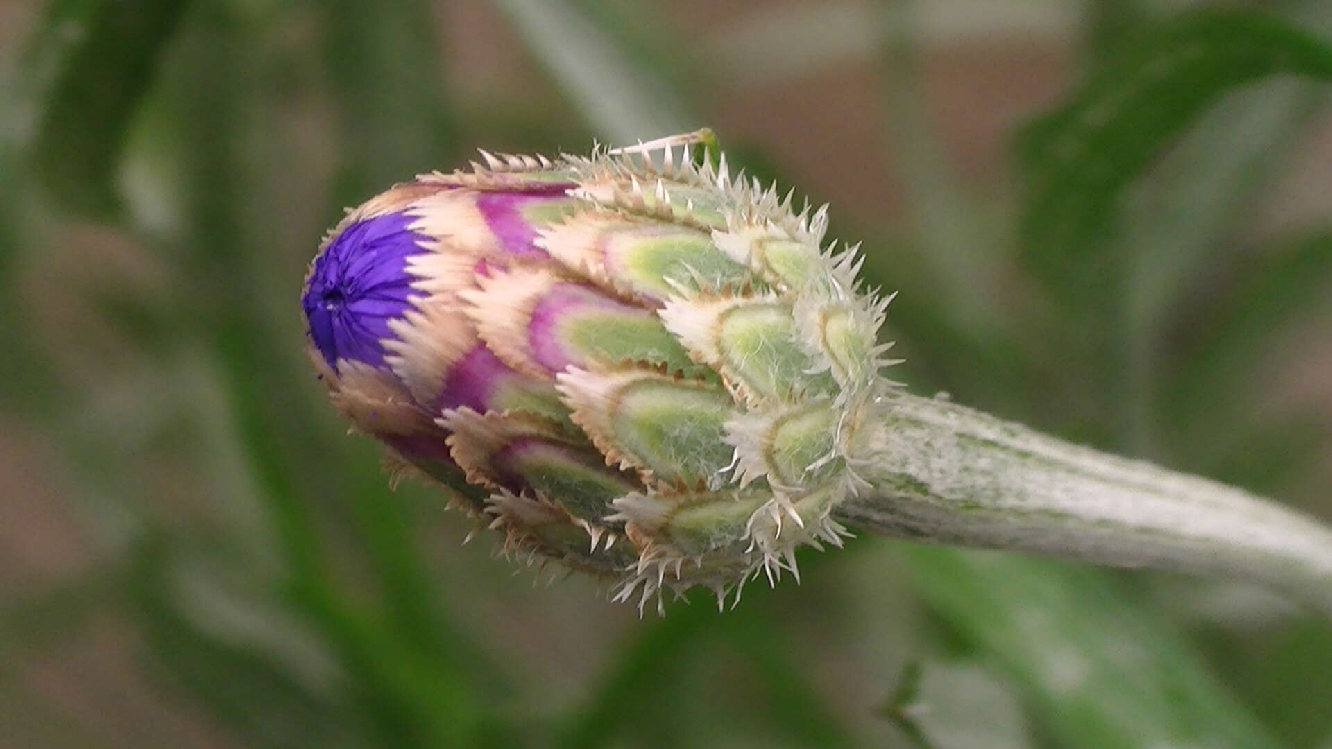 Image of knapweed