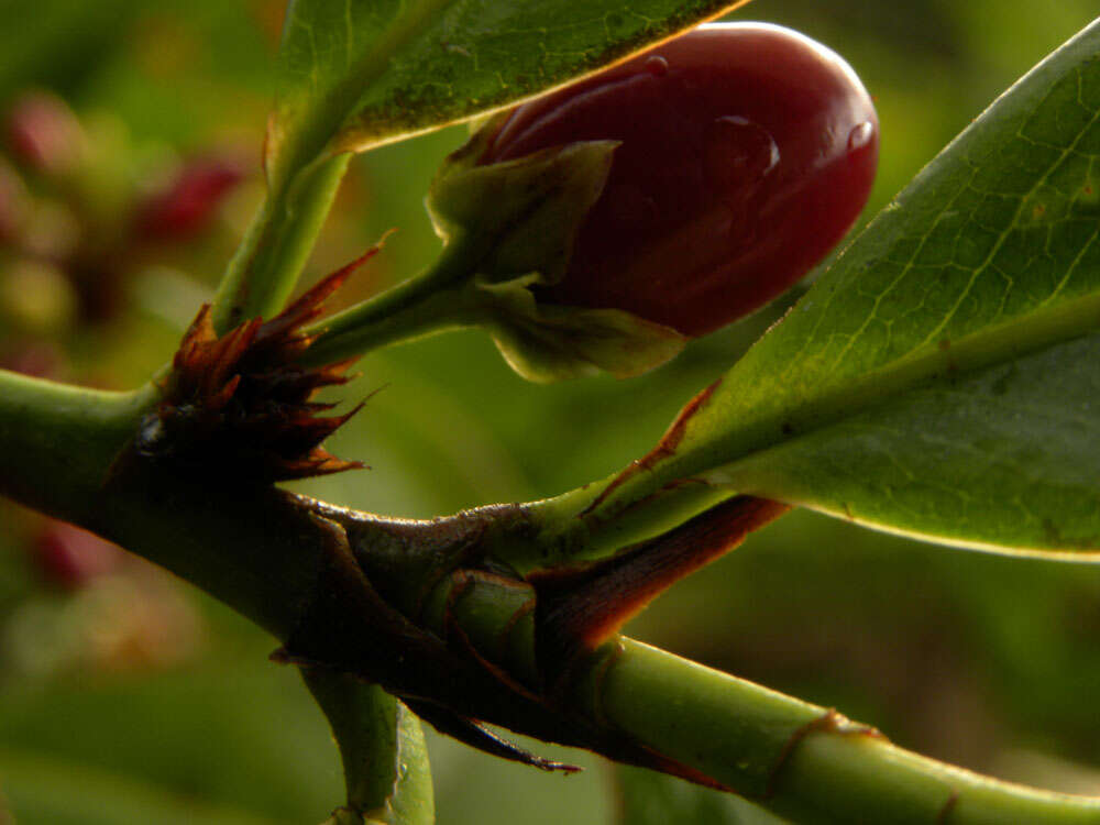 Image of Erythroxylum macrophyllum Cav.