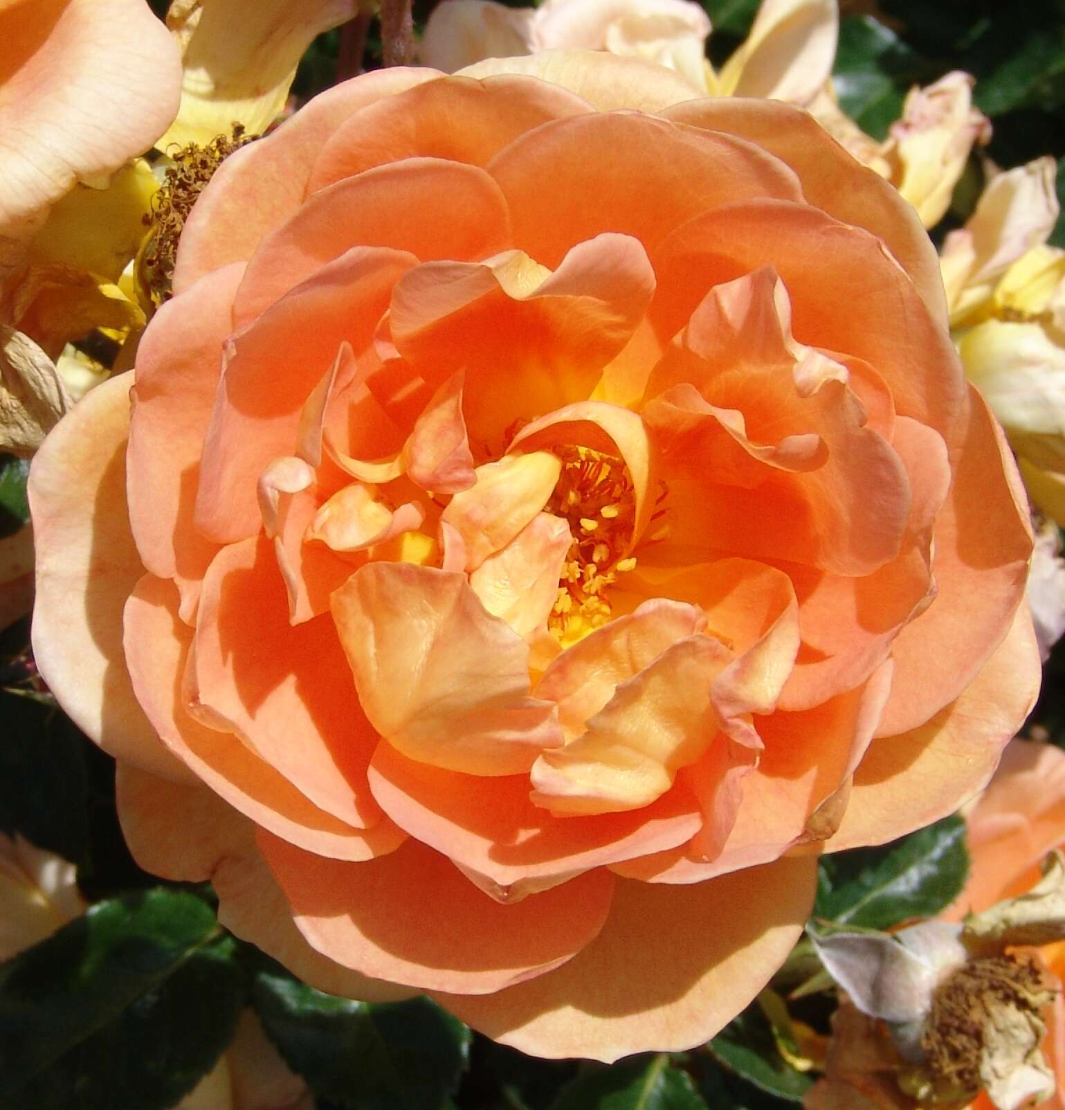 Image of Rosa