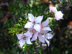 Image of Lemon Boronia