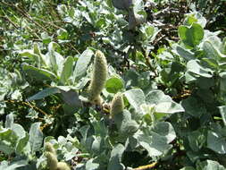 Image de Salix lanata L.