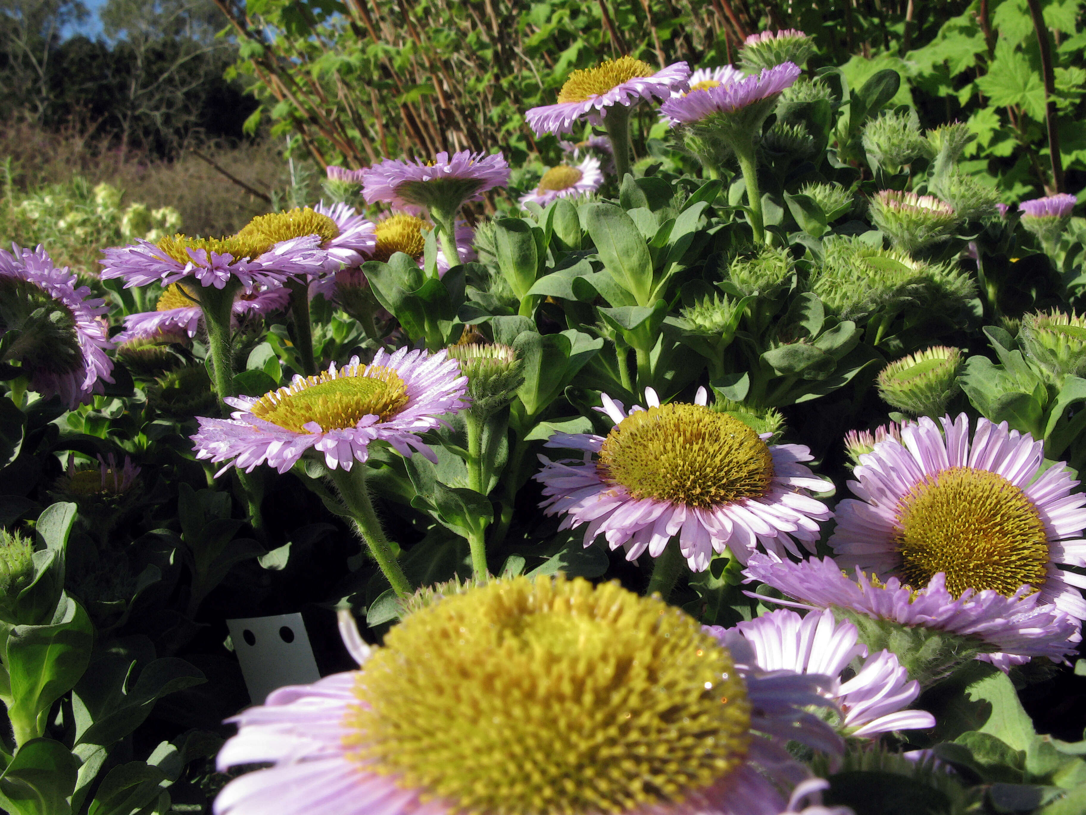 Image of seaside fleabane