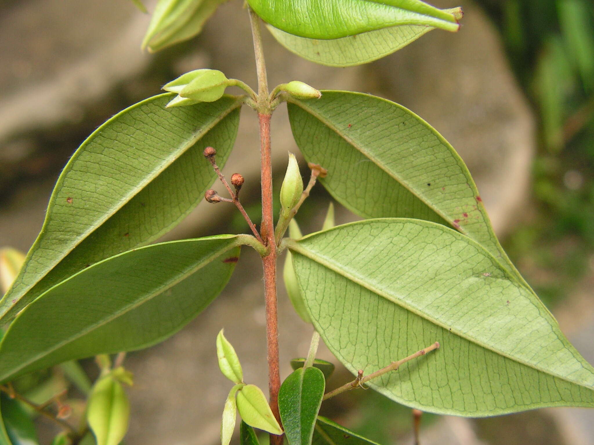 Image de Myrcia sylvatica (G. Meyer) DC.