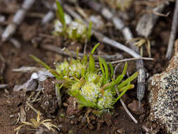 Sivun Isoetopsis graminifolia Turcz. kuva