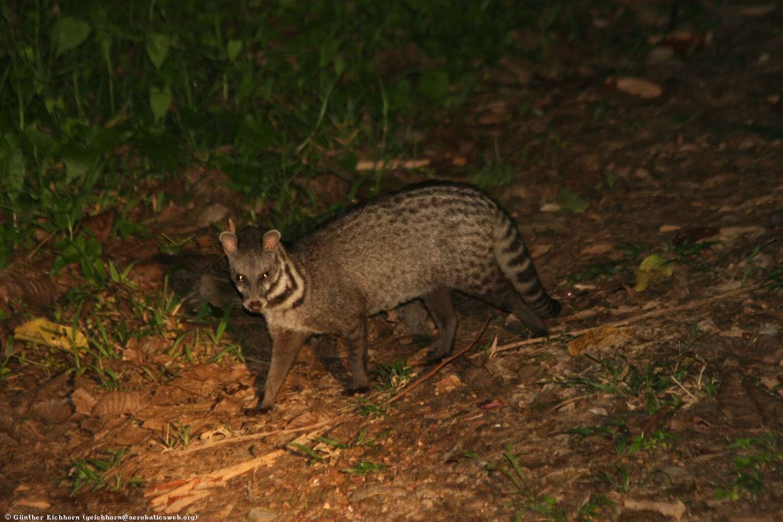 Image of Viverra Linnaeus 1758