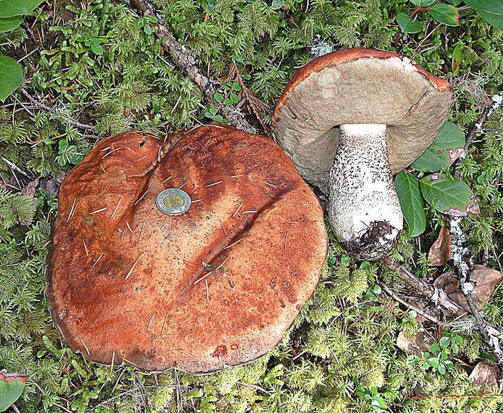 Image of Leccinum ponderosum A. H. Sm., Thiers & Watling 1966