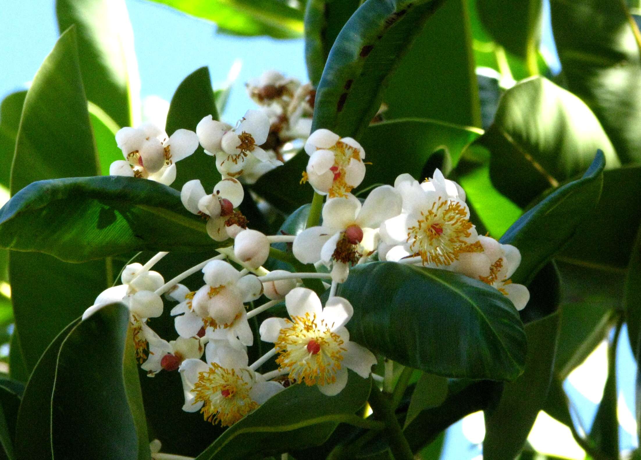 Image of calophyllum