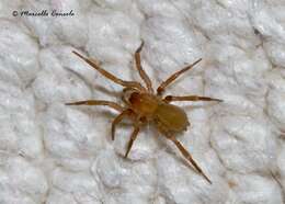 Image of dwarf sheet spiders