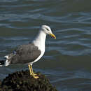 صورة Larus fuscus graellsii Brehm & AE 1857