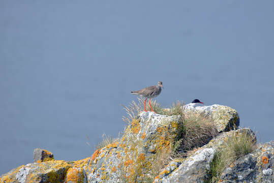 Image of Arctic Tern