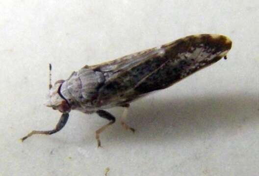 Image of Asian Citrus Psyllid