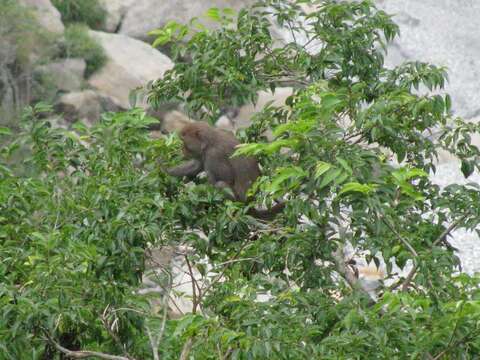 Image of macaques