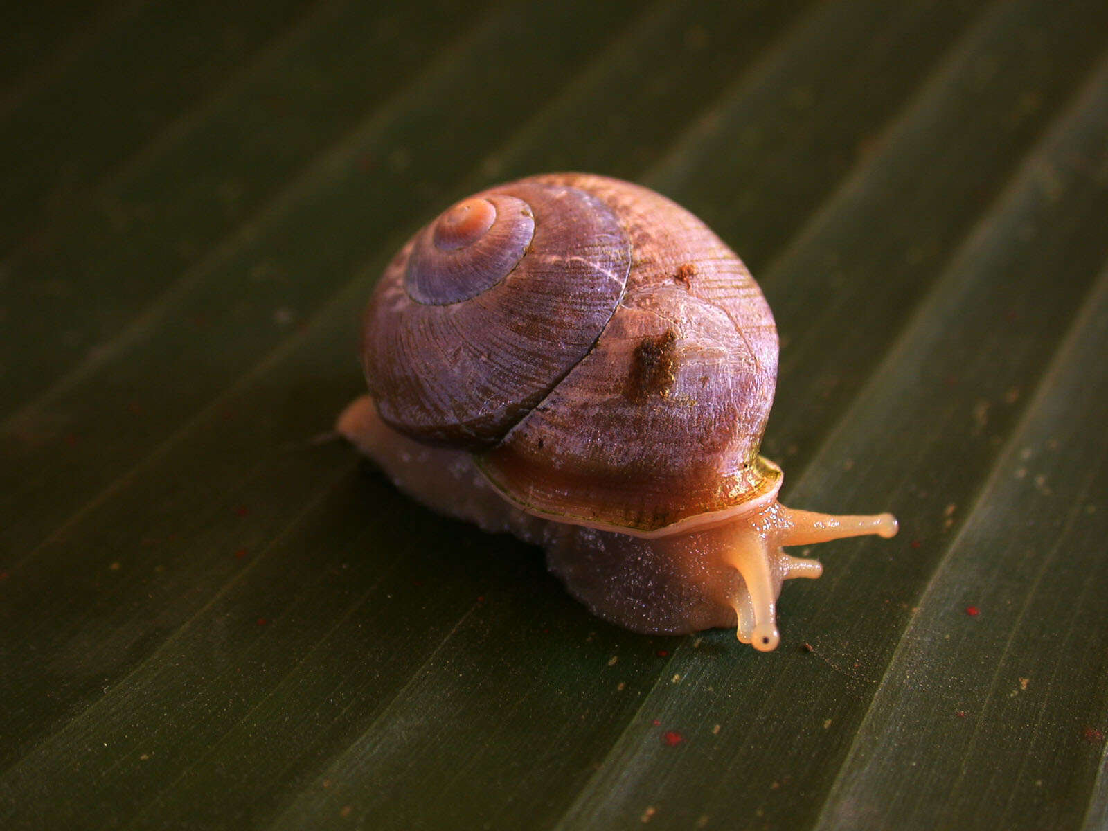 Image of Papua New Guinea Land Snails