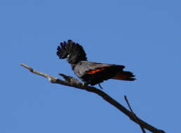 Image of Calyptorhynchus Desmarest 1826