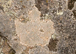 Image of rimmed lichen