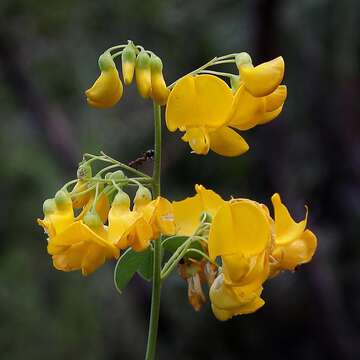 Image of Poiretia latifolia Vogel