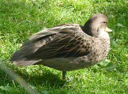Image of Yellow-billed Teal