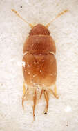 Image of featherwing beetles