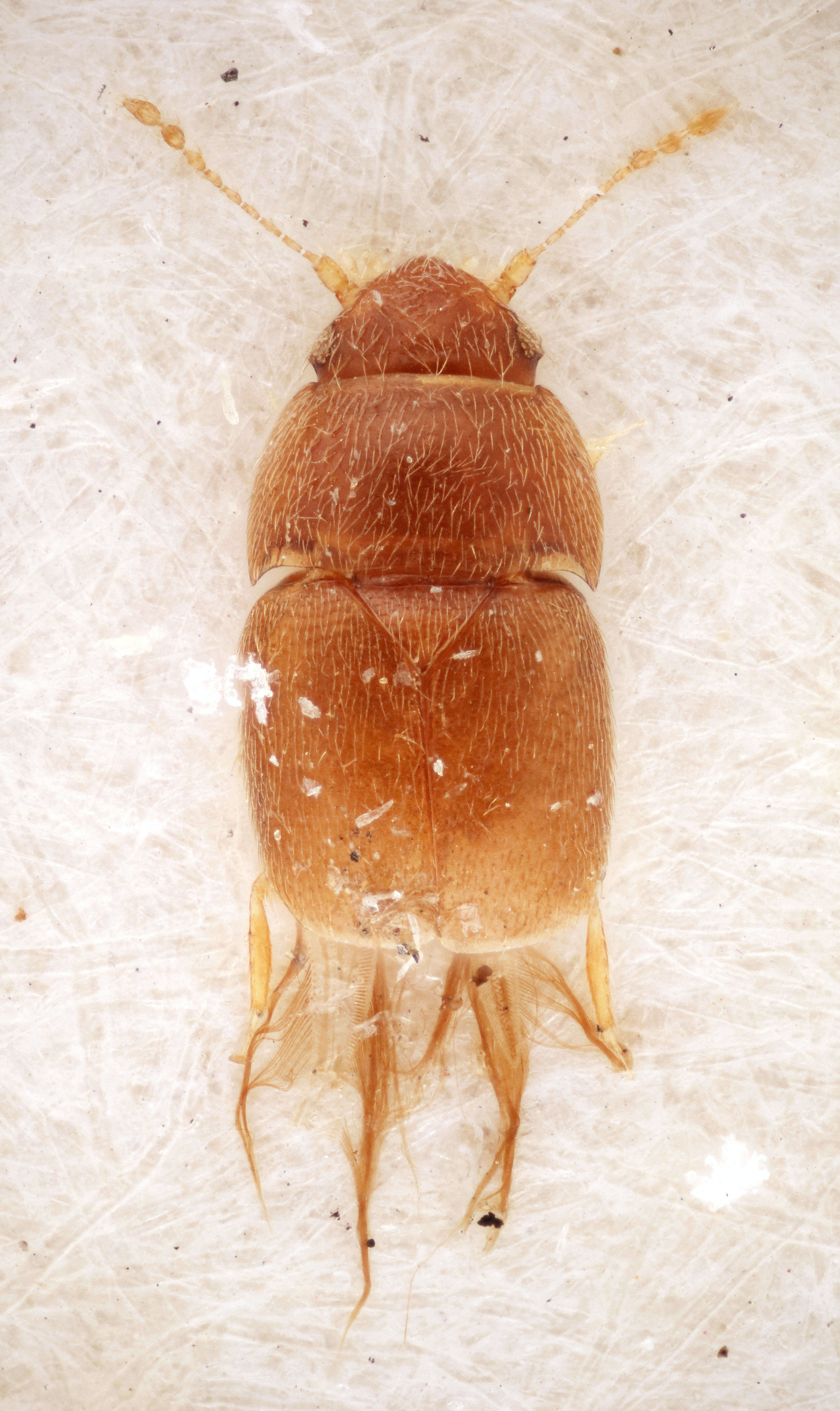 Image of featherwing beetles