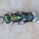 Image of Closterocerus trifasciatus Westwood 1833