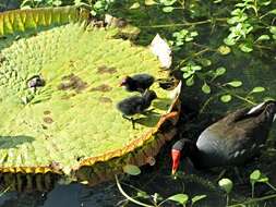 Image of Common Moorhen