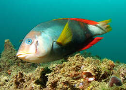 Image of Wrasses
