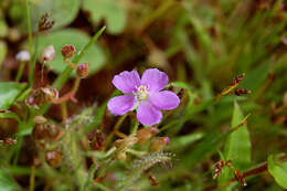 Image of Indian Sundew