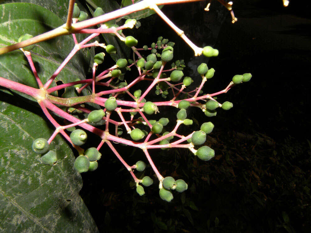 Image of Miconia hondurensis Donn. Sm.