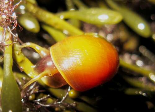 Image of Flat periwinkle