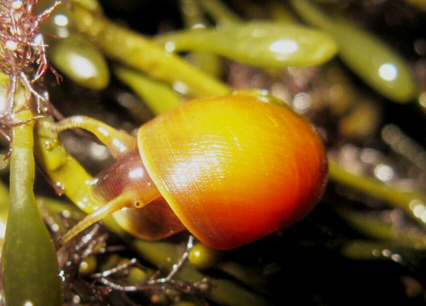 Image of Periwinkle snails