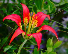 Image of pine lily