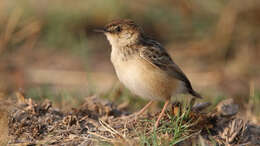 Слика од Cisticola Kaup 1829