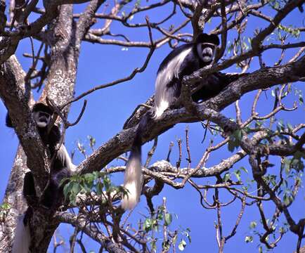 Image of Black-and-white Colobus Monkeys