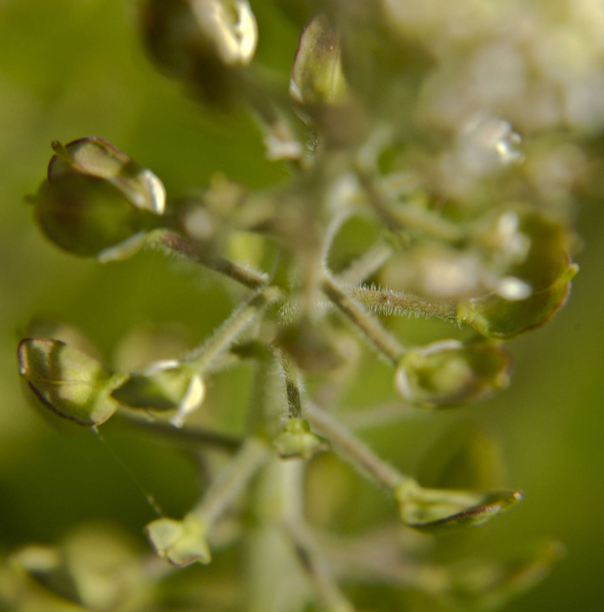 Image of Peppercresses