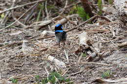 Image of Superb Fairy-wren