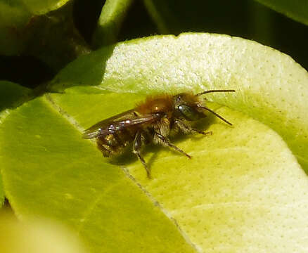 Image of Mason Bees