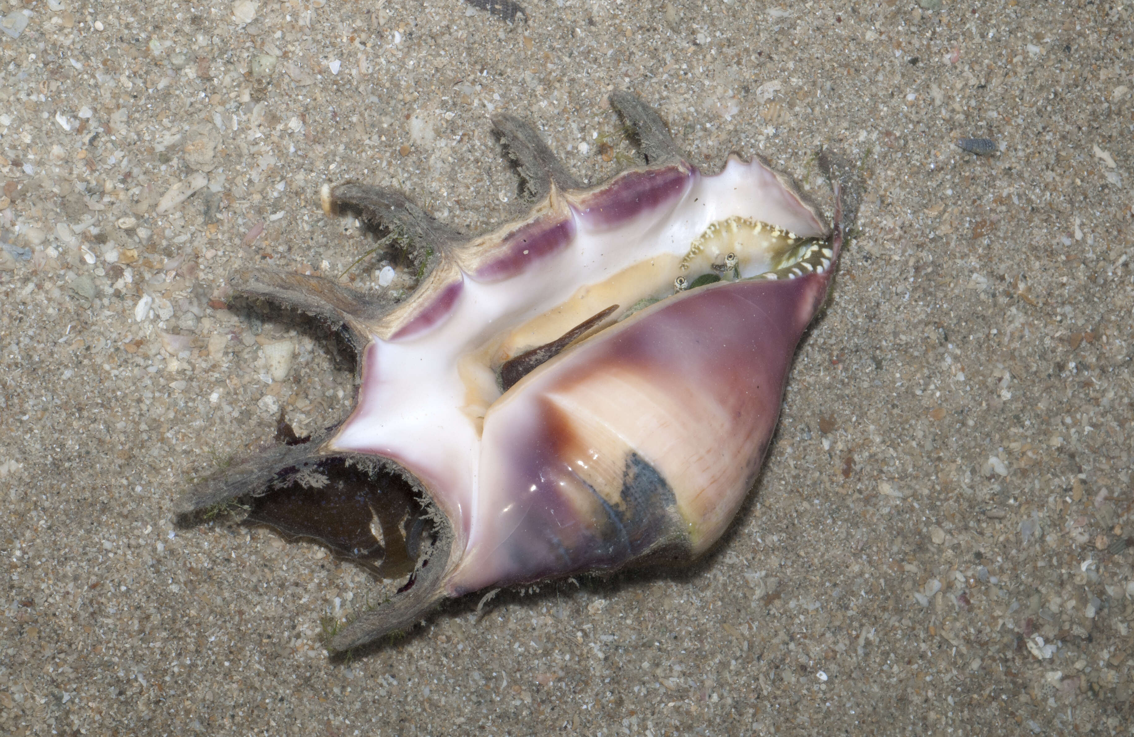 Image of spider conch