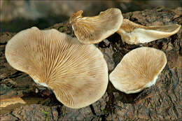 Image de <i>Crepidotus mollis</i> var. <i>calolepsis</i>